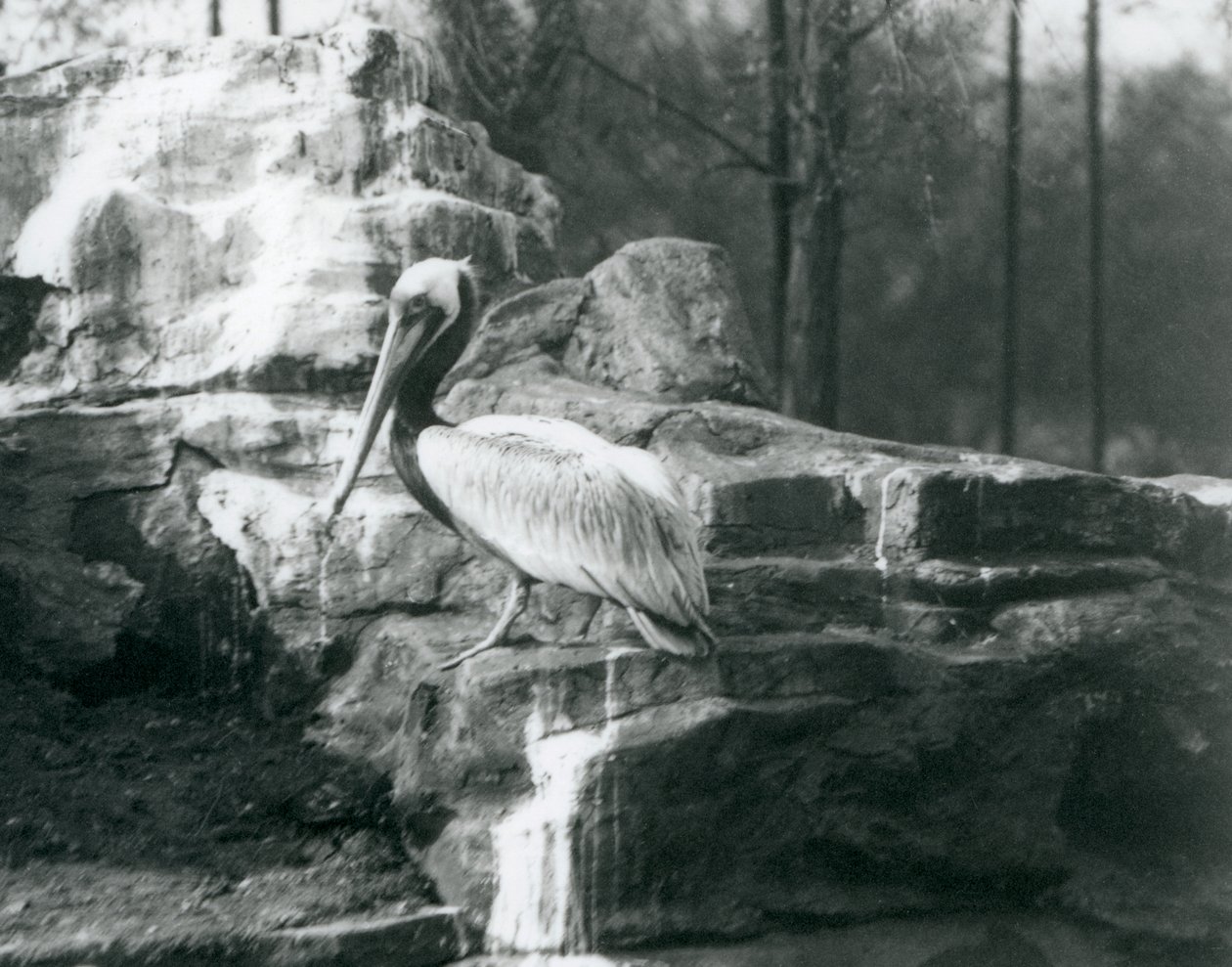 Um Pelicano-pardo em pé sobre as rochas no zoológico de Londres em junho de 1927 de Frederick William Bond