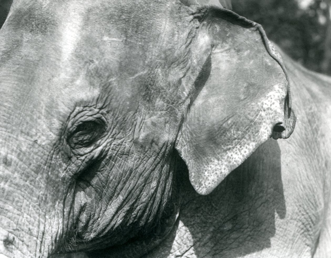 Um elefante birmanês, zoológico de Londres, setembro de 1926 de Frederick William Bond