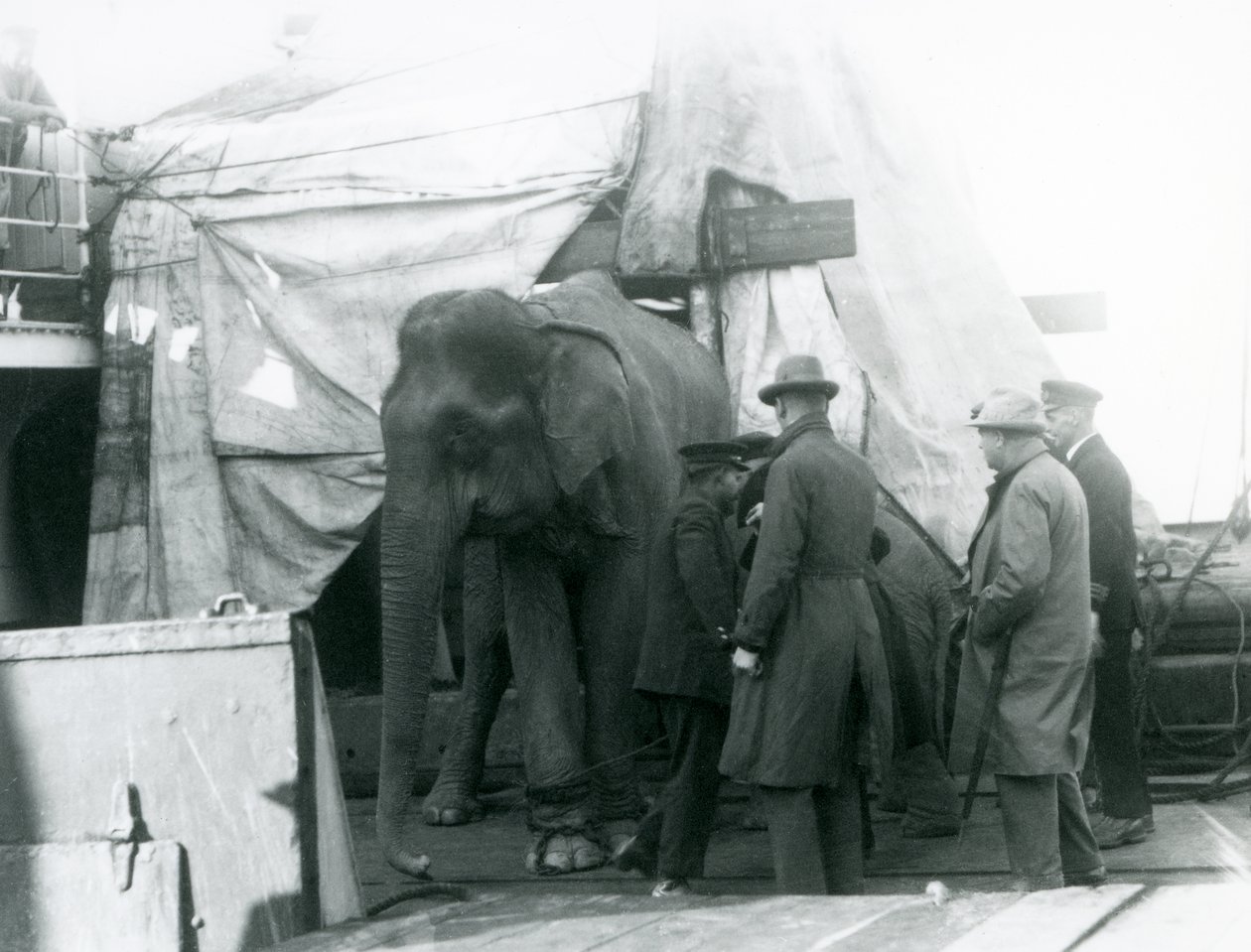Um Elefante birmanês abrigado parcialmente sob uma lona no convés, com um treinador e outros quatro homens, viajando para o Jardim Zoológico de Londres em 1927 (foto a p/b) de Frederick William Bond