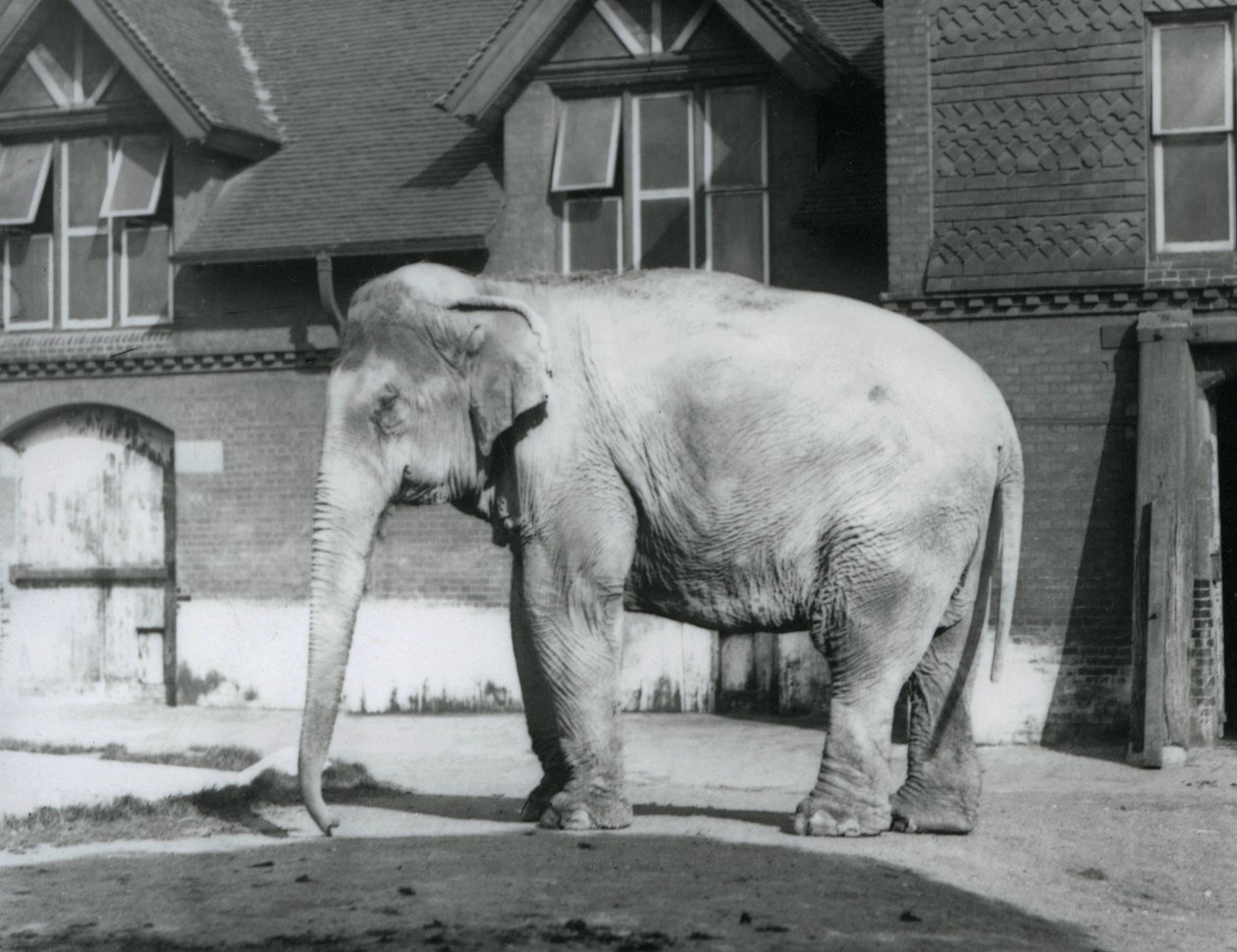 Um Elefante birmanês à porta da Casa do Elefante, Jardim Zoológico de Londres de Frederick William Bond