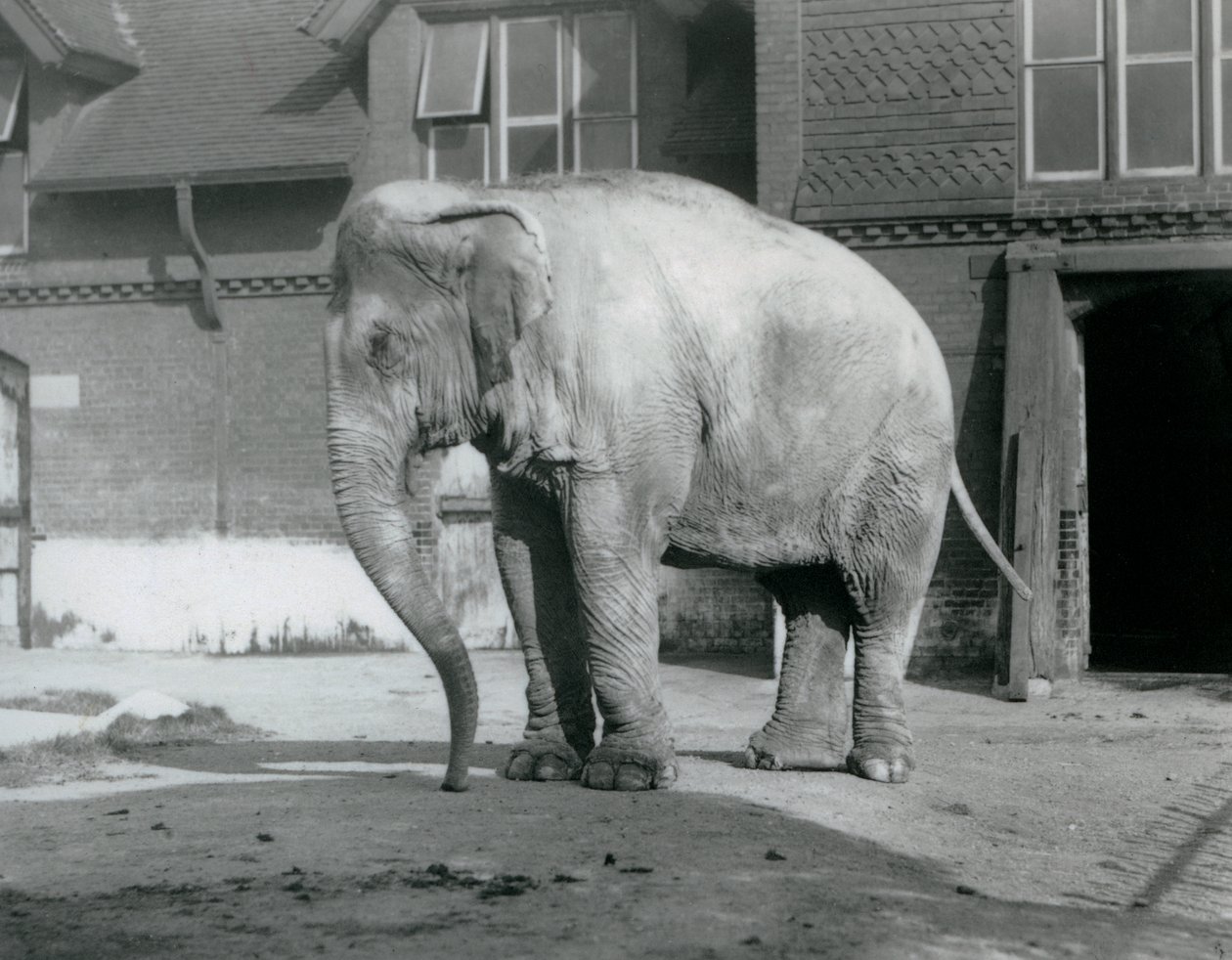 Um Elefante birmanês à porta da Casa do Elefante no Jardim Zoológico de Londres em 1929 (foto a p/b) de Frederick William Bond