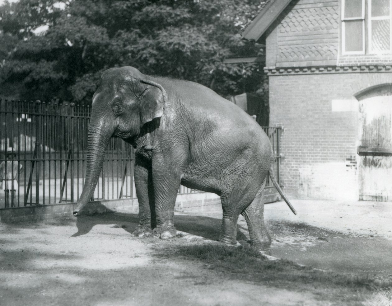 Um Elefante birmanês a sair de uma piscina no seu recinto, o Jardim Zoológico de Londres de Frederick William Bond