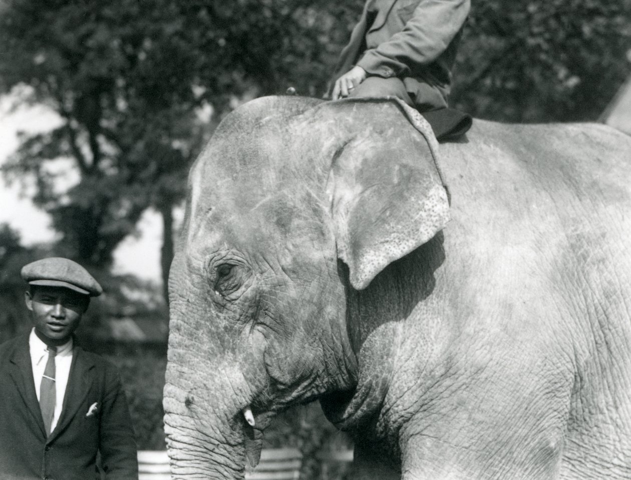 Um elefante birmanês com seu treinador e outro homem, o zoológico de Londres, em setembro de 1926 de Frederick William Bond