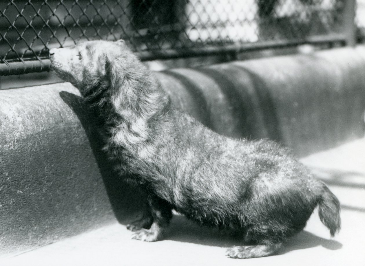 Um cão de Bush no zoológico de Londres, em junho de 1925 de Frederick William Bond