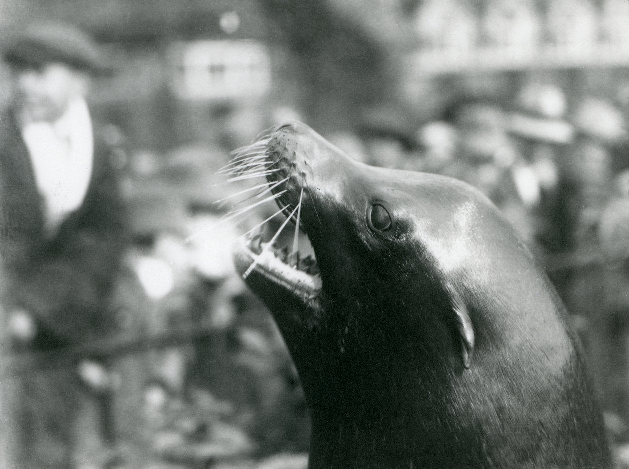 Leão marinho da Califórnia no Zoológico de Londres, outubro de 1924 de Frederick William Bond
