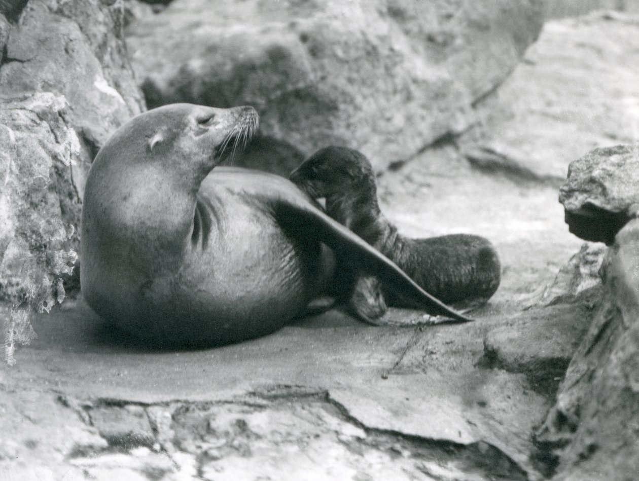 Um leão-marinho da Califórnia amamentando seu filhote de uma hora, o Zoológico de Londres, em julho de 1925 de Frederick William Bond