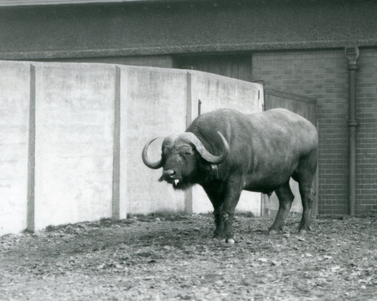 Um touro búfalo do Cabo/Africano em pé sobre terra nua, junto à parede de betão do seu recinto no Jardim Zoológico de Londres em 1928 (foto a p/b) de Frederick William Bond