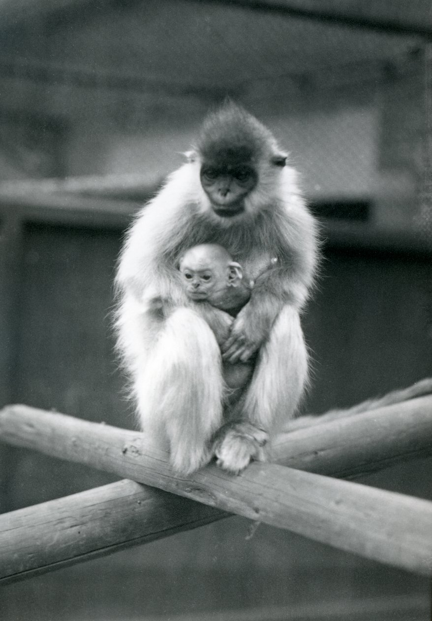 Um Langur tampado que guarda o bebê ao sentar-se em um feixe. Zoológico de Londres, 6 de outubro de 1913 de Frederick William Bond