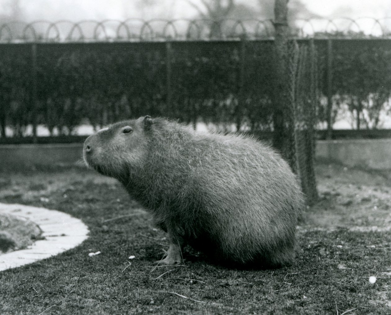 A Capivara em seu recinto no Zoológico de Londres em agosto de 1927 de Frederick William Bond