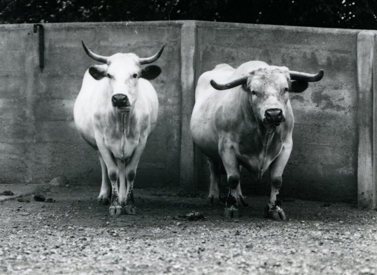 Um touro e vaca Chartley no zoológico de Londres, julho de 1924 de Frederick William Bond