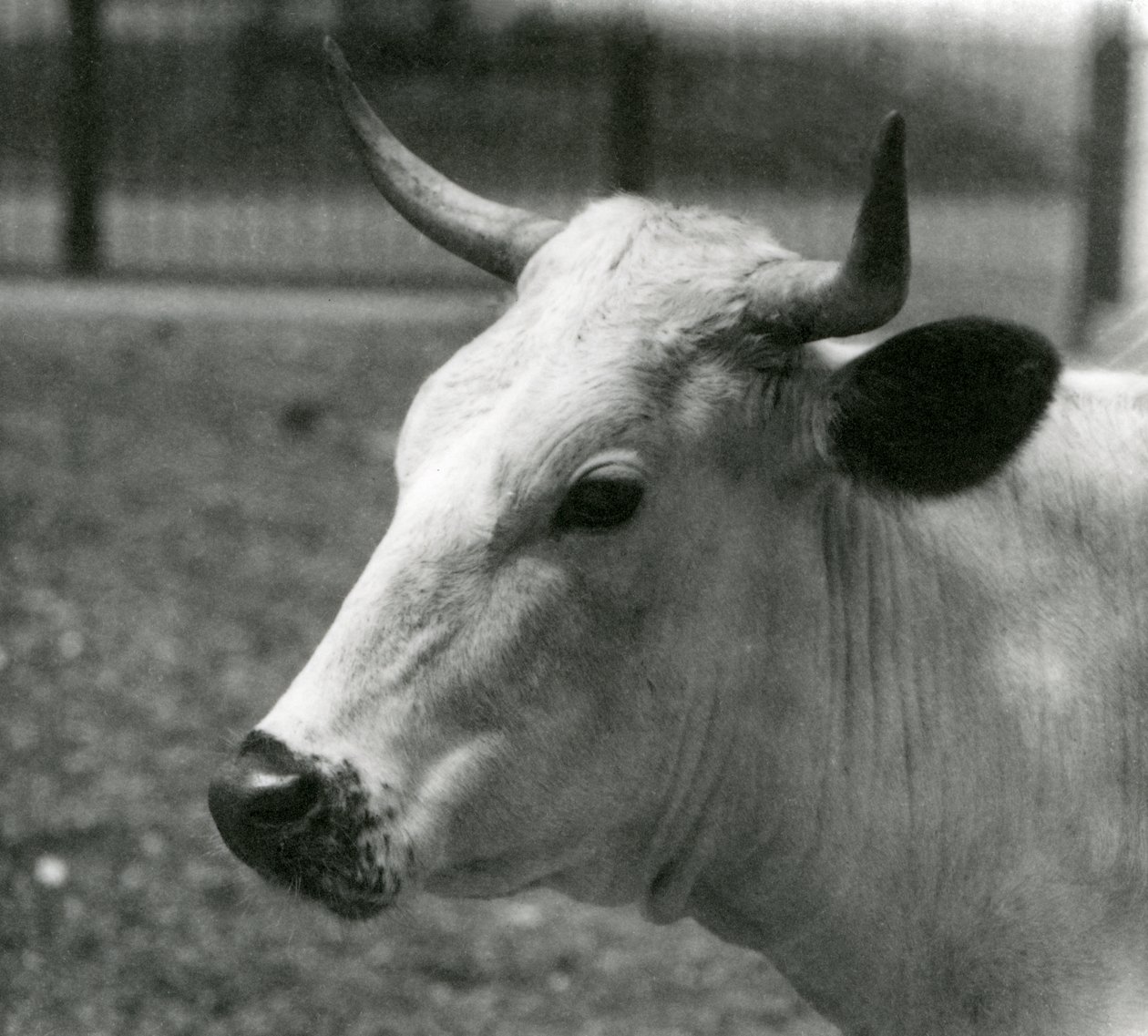 Uma vaca Chartley no zoológico de Londres, julho de 1924 de Frederick William Bond