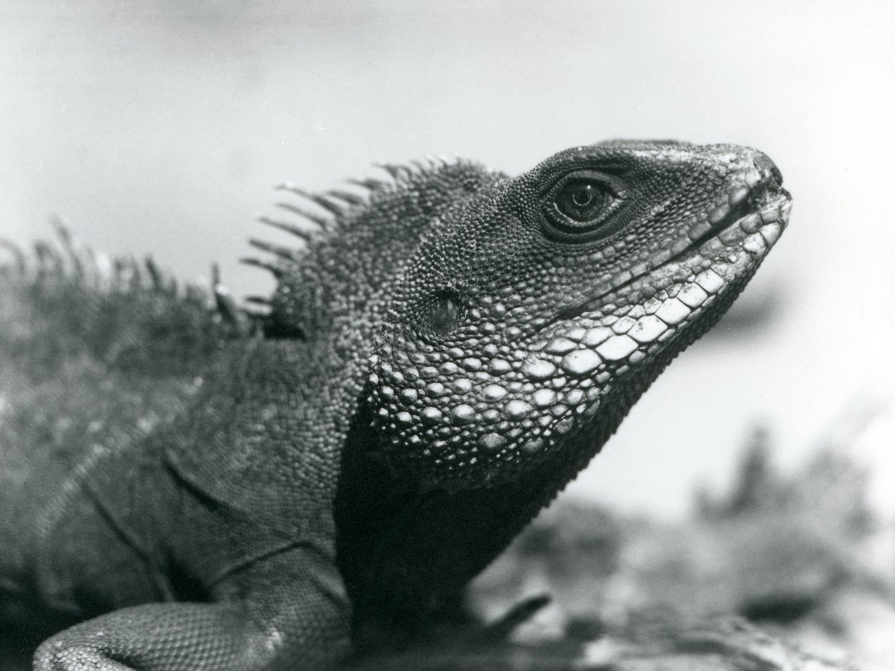 Um dragão chinês/asiático/ tailandês/verde no Jardim Zoológico de Londres em agosto de 1928 (foto a p/b) de Frederick William Bond
