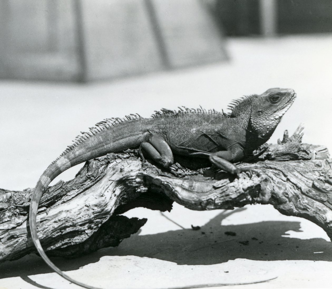 Um dragão de água chinês/asiático/ tailandês/verde descansando num tronco no Jardim Zoológico de Londres em 1928 (foto a p/b) de Frederick William Bond