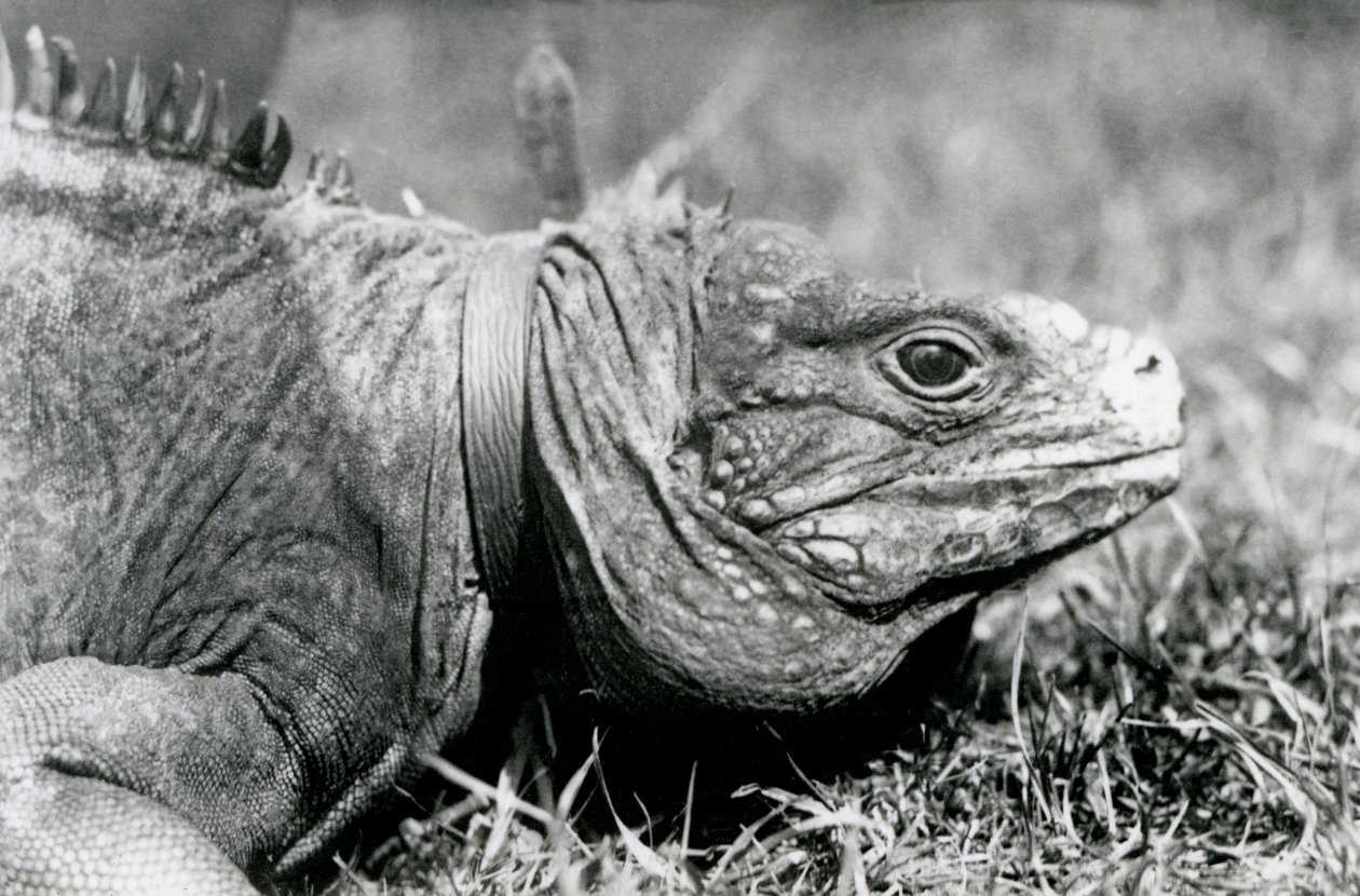 A Clouded Rock Iguana Matusalém, usando uma coleira, andando em um gramado no zoológico de Londres, em julho de 1924 de Frederick William Bond