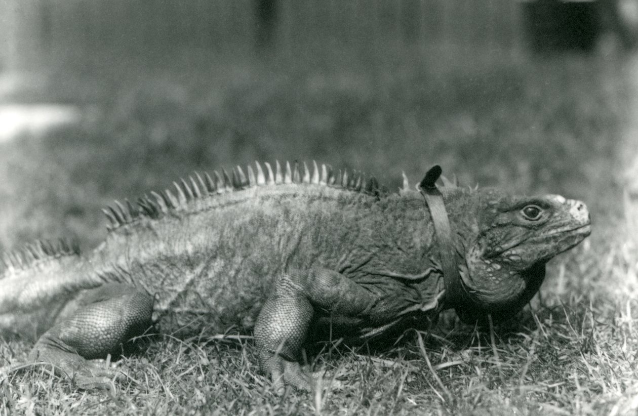 A Clouded Rock Iguauna, usando uma coleira, andando em um gramado no zoológico de Londres, em julho de 1924 de Frederick William Bond