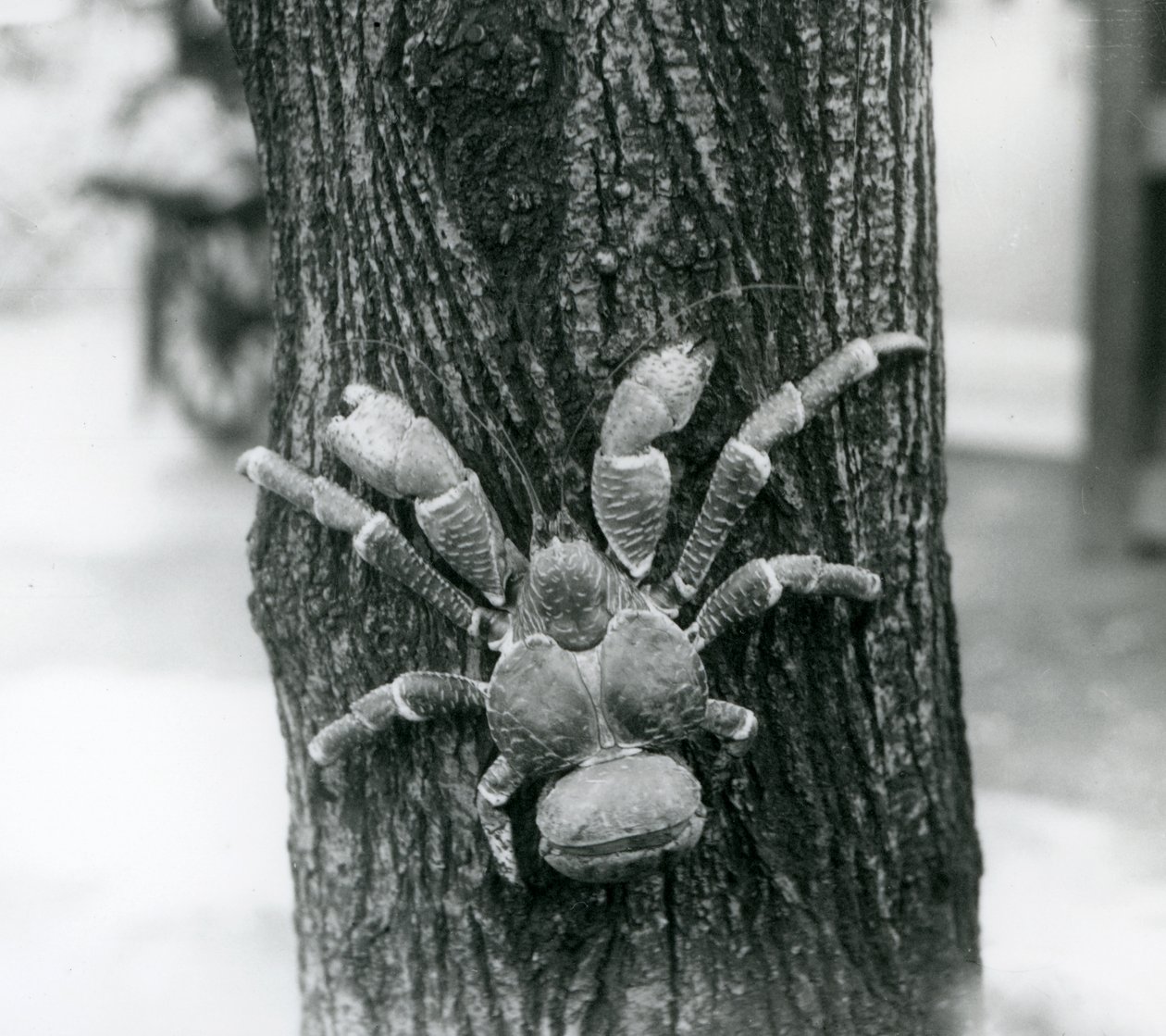 Um caranguejo CoconutRobber escalando uma árvore, London Zoo, 1927 de Frederick William Bond