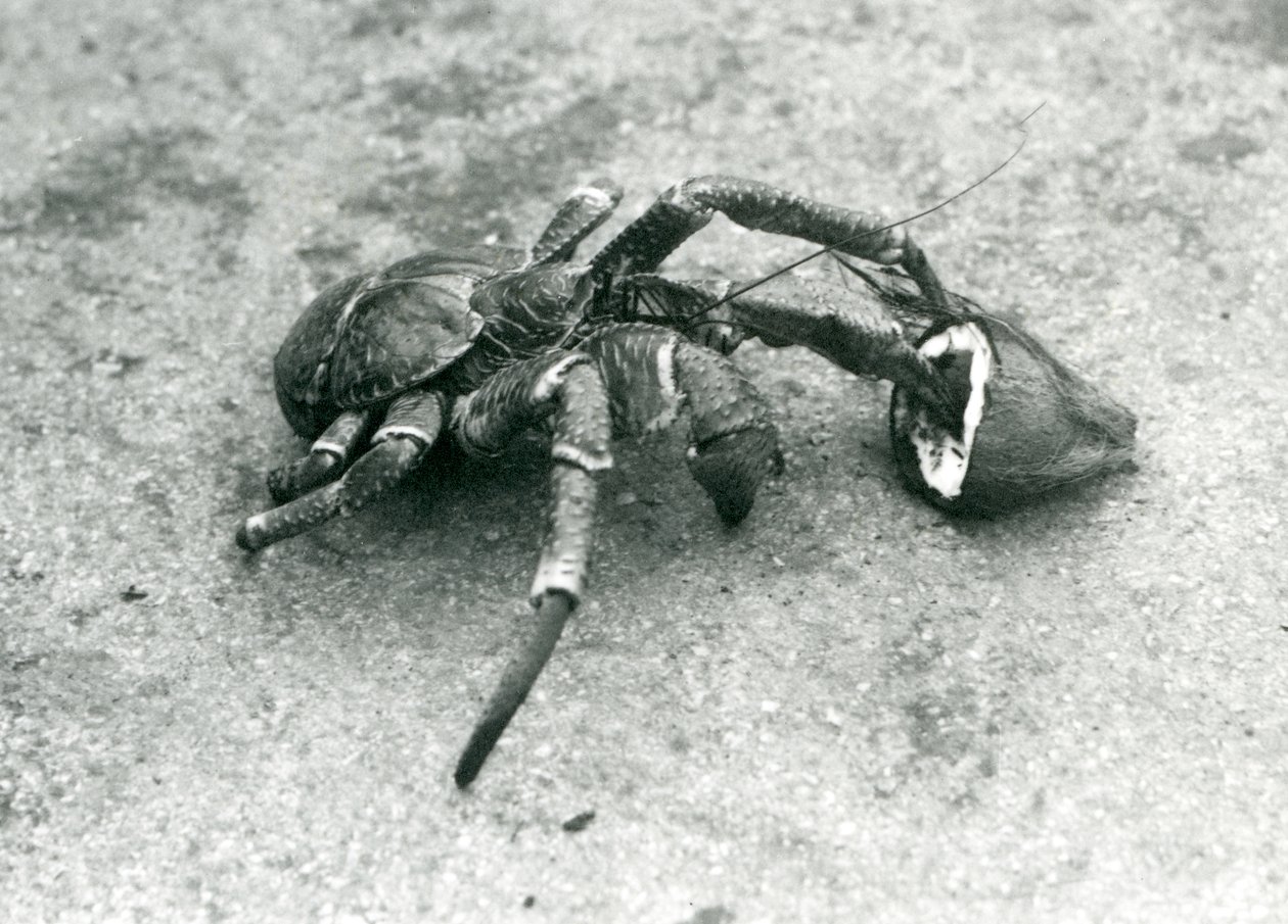 Um coco, ou lula, alimentando-se de coco, zoológico de Londres, julho de 1927 de Frederick William Bond
