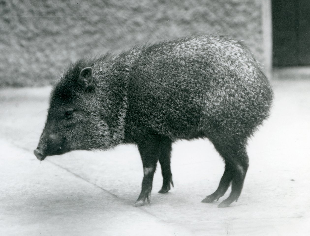 Uma pecuária de colarinho no zoológico de Londres, 1927 de Frederick William Bond