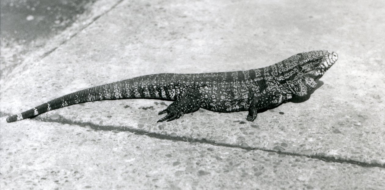 Um CommonGoldGoldenBlackColumbian Tegu ou Tiger Lizard no London Zoo em agosto de 1926 de Frederick William Bond