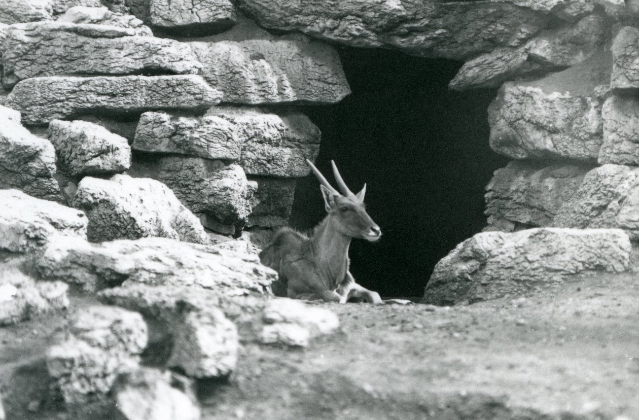 Uma Eland comum descansando na entrada de seu abrigo entre as rochas na Eland/Antelope Paddock, Jardim Zoológico de Londres em 1929 (foto a p/b) de Frederick William Bond