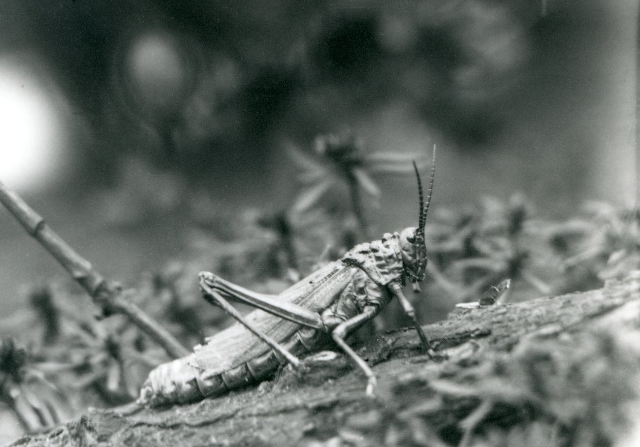 Um gafanhoto milkweed comum no zoológico de Londres, maio de 1927 de Frederick William Bond