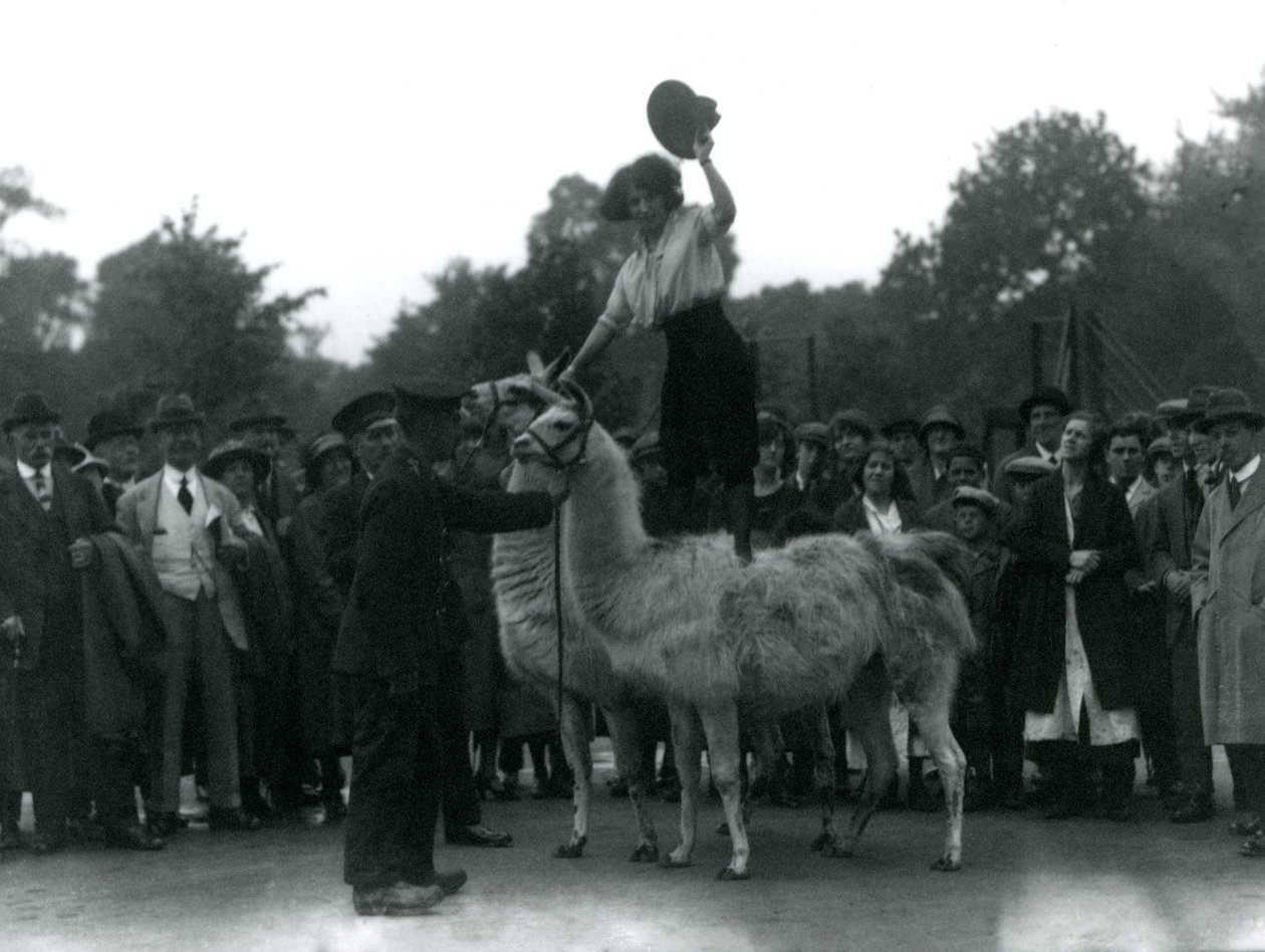 Uma vaqueira fica montada em dois lhamas durante uma visita ao zoológico de Londres, em 1924 de Frederick William Bond
