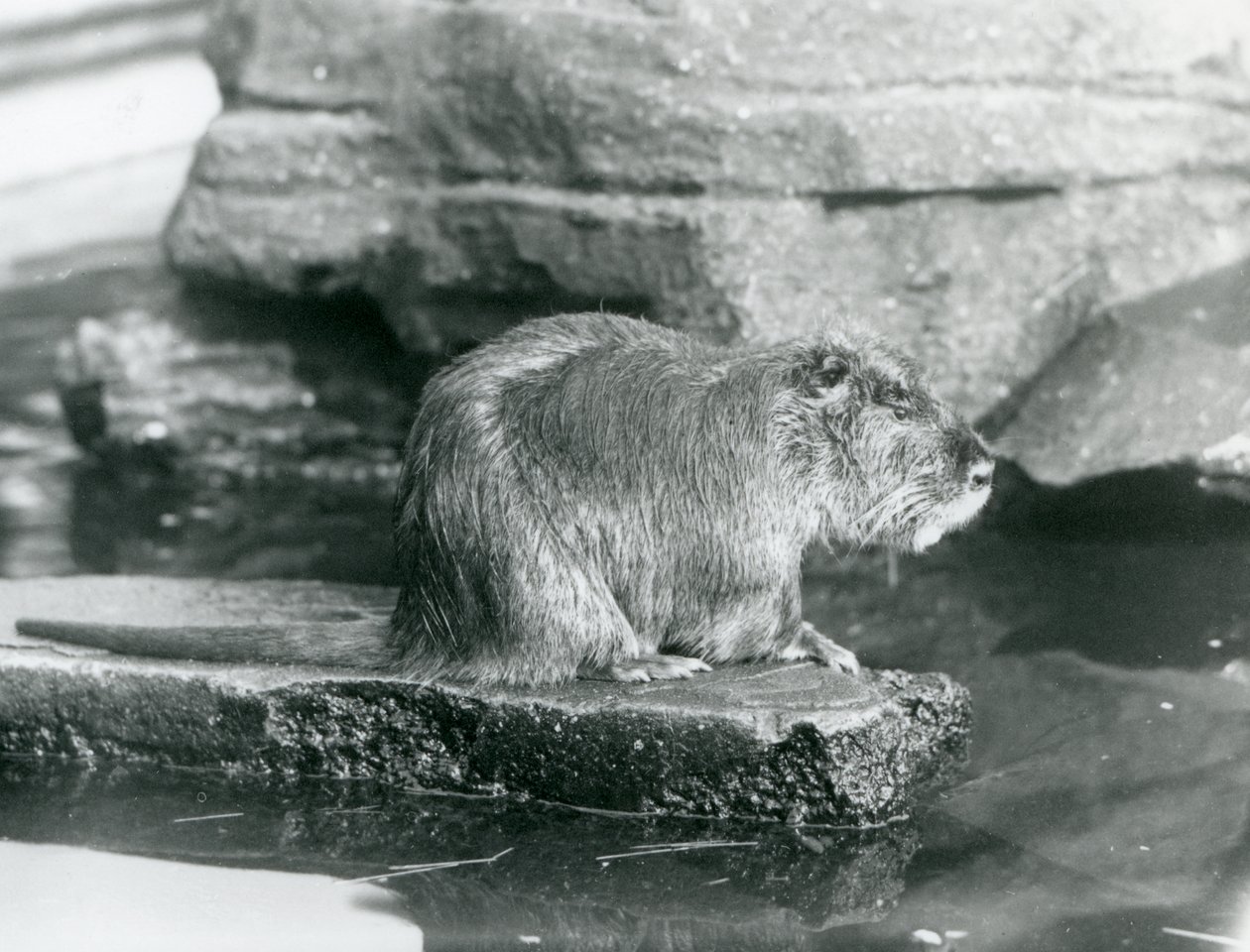 Um Coypu sentado numa saliência rochosa numa piscina do seu recinto no Jardim Zoológico de Londres, Fevereiro de 1928 (foto a p/b) de Frederick William Bond