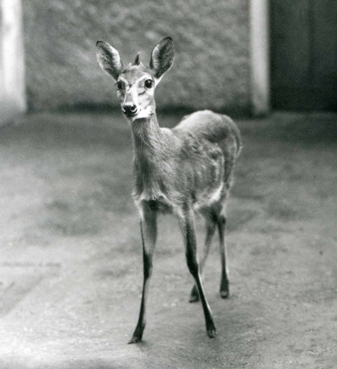 Um Duiker de Bush Africano CoroadoSahelWest no Zoológico de Londres em agosto de 1927 de Frederick William Bond
