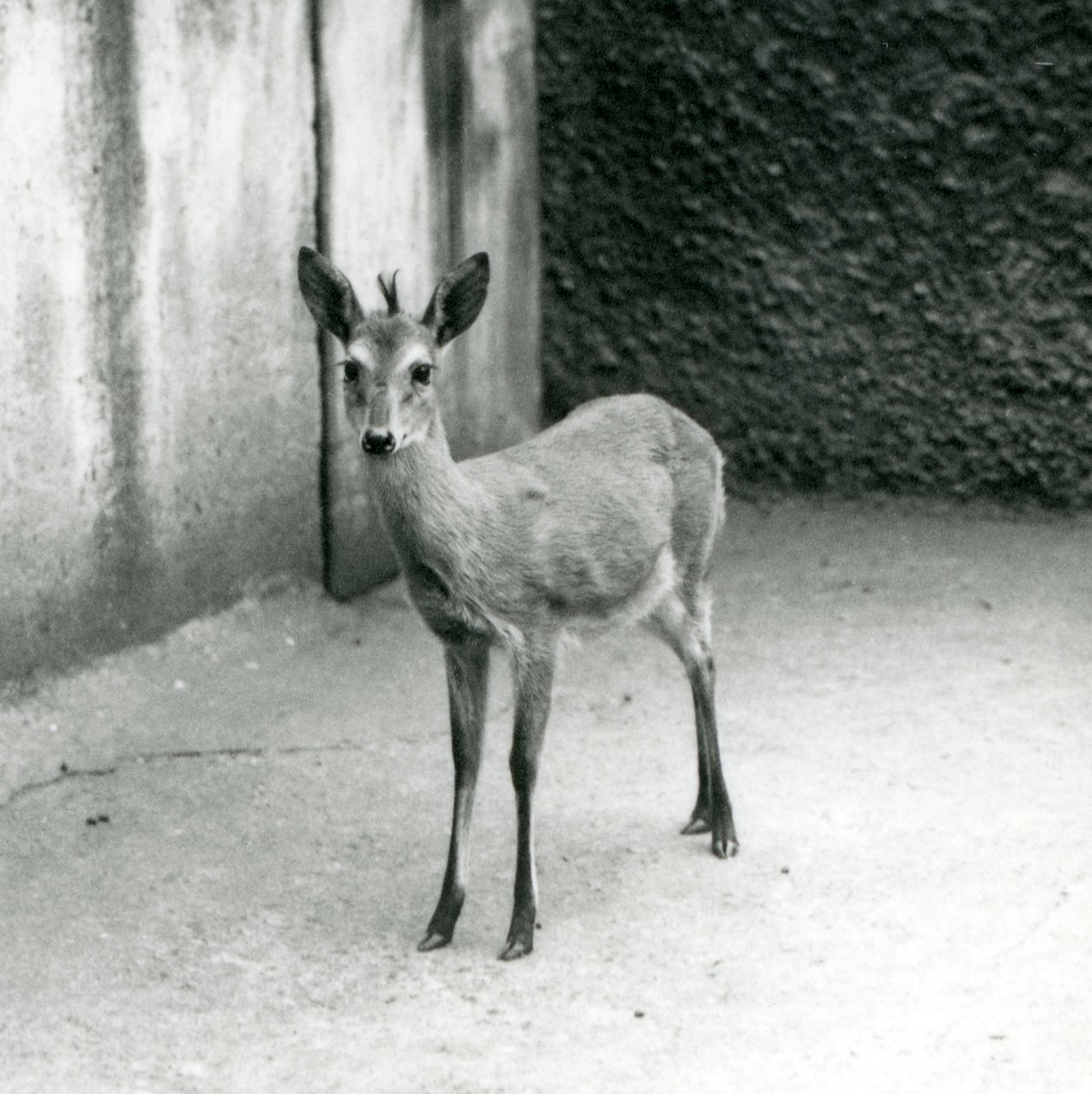 Um Duiker de Bush Africano CoroadoSahelWest no Zoológico de Londres em agosto de 1927 de Frederick William Bond