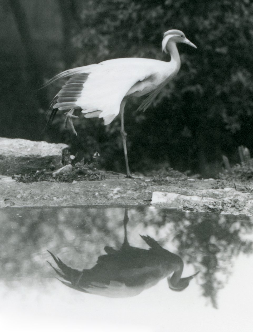 Uma Demoiselle Crane de pé, sobre uma perna, com seu reflexo espelhado na piscina abaixo, no Zoológico de Londres de Frederick William Bond
