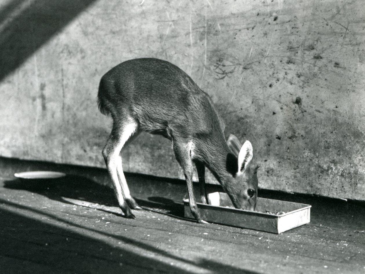 Um, duiker, alimentação, de, um, bandeja, ligado, a, chão, londres, jardim zoológico, julho, 1925 de Frederick William Bond