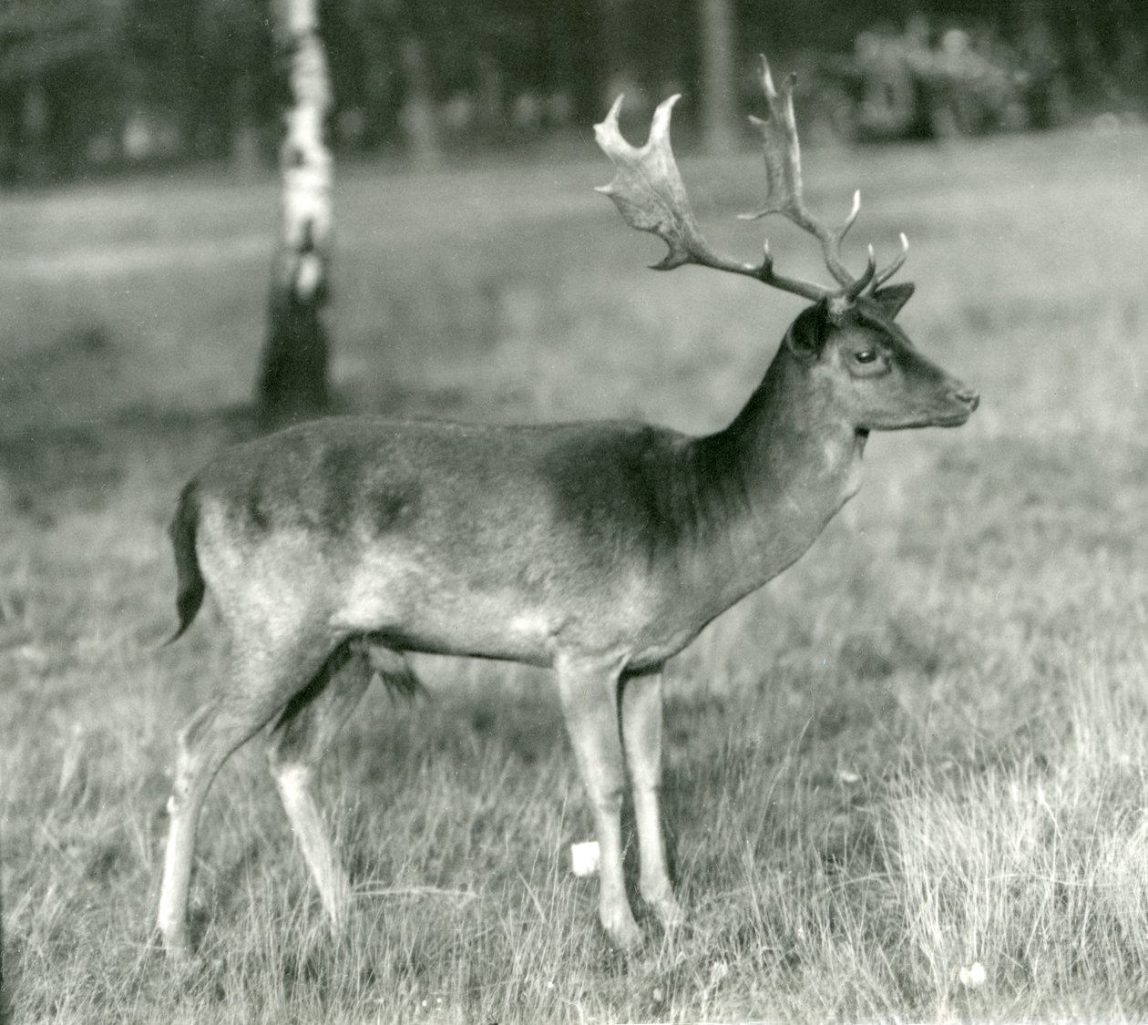 Um cervo de gamo no zoológico de Londres em outubro de 1924 de Frederick William Bond