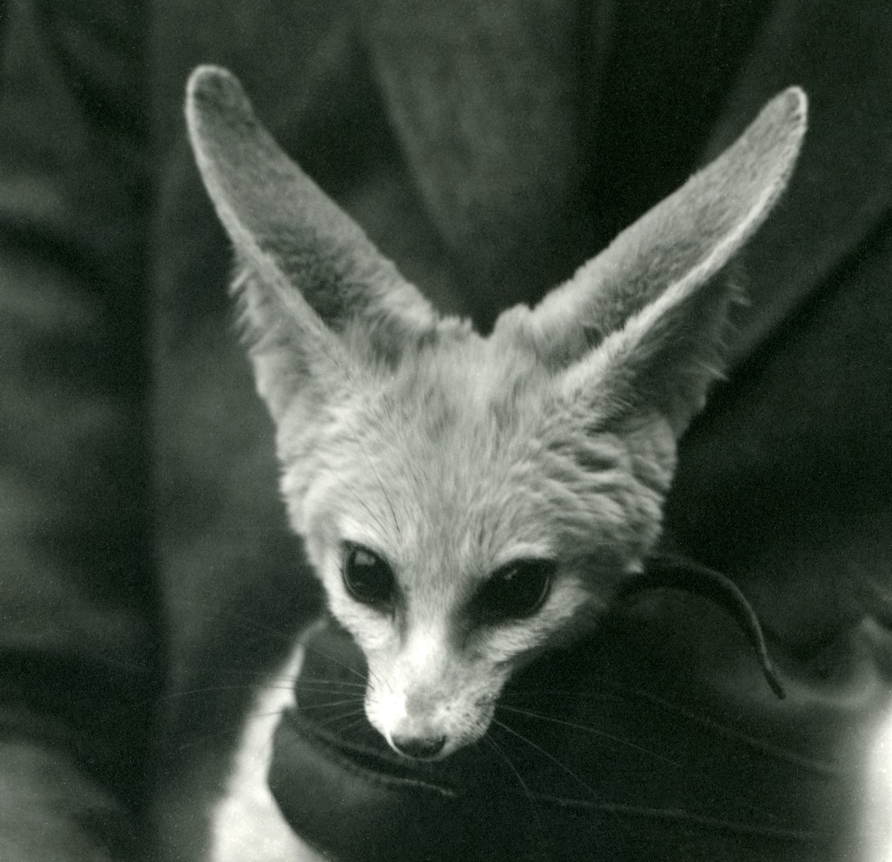 A Fennec Fox é realizada, em volta do pescoço, por um guardião enluvado, 1924 de Frederick William Bond