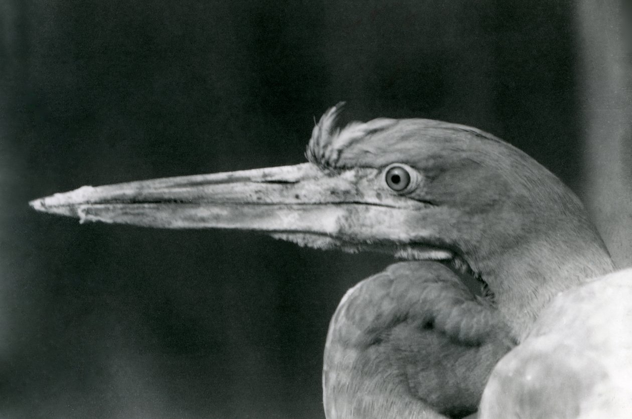 Uma Garça Golias no Zoológico de Londres em 1924 de Frederick William Bond