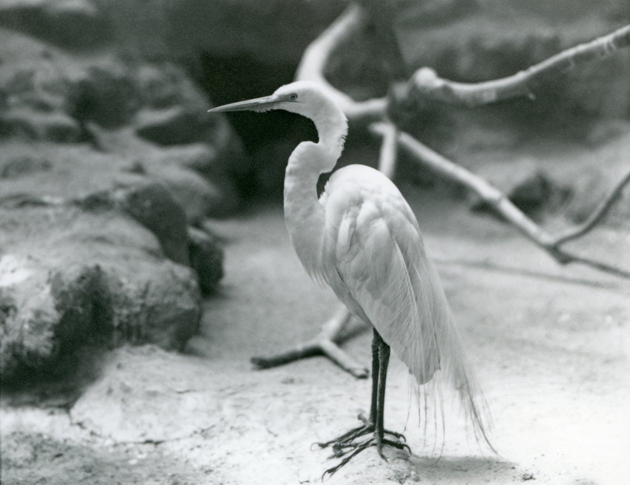 Uma Garça-branca-comum ou Garça-branca-grande na reprodução de plumagem, em pé no chão de seu recinto no Zoológico de Londres em junho de 1928 de Frederick William Bond
