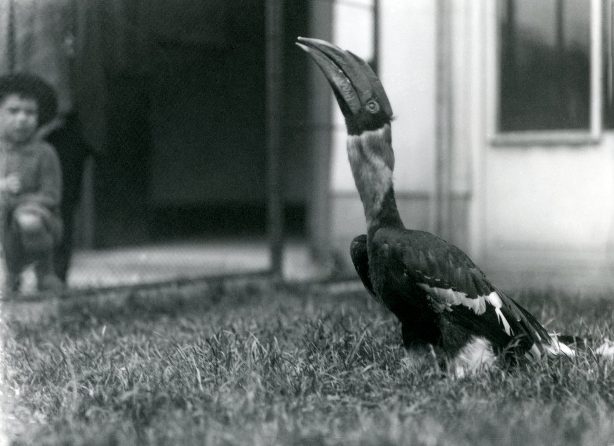 Um, grande, hornbill, olhar, enquanto, ficar, ligado, a, capim, em, seu, aviary, enquanto, um, pequeno, menino, olha, em, a, fundo, londres, jardim zoológico, 1924 de Frederick William Bond