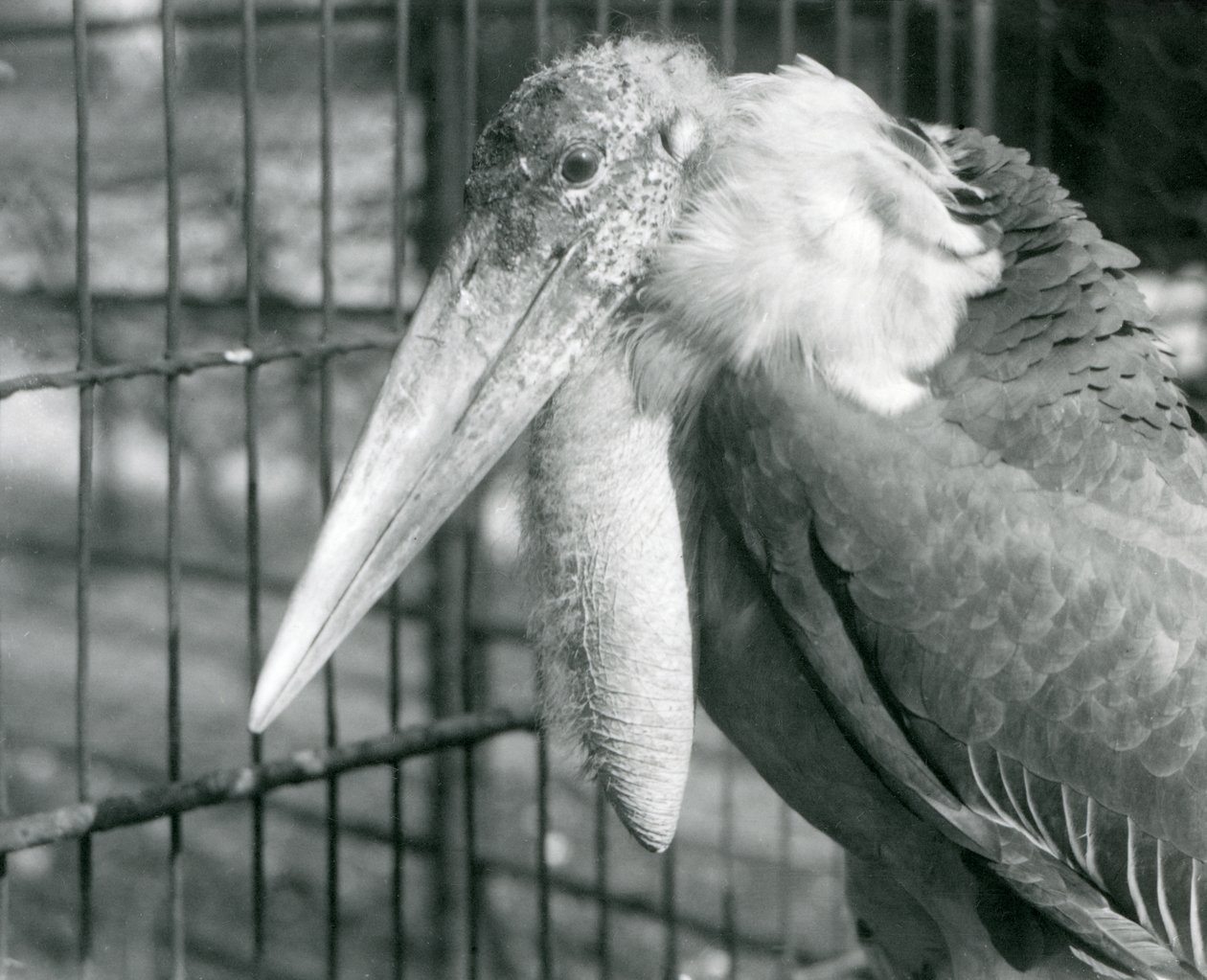 Uma Grande Ajudante Cegonha no Zoológico de Londres em julho de 1925 de Frederick William Bond
