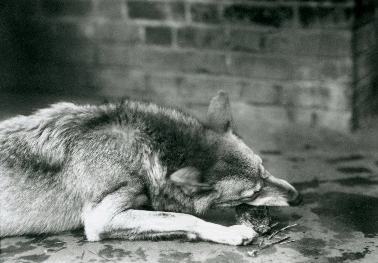 Um lobo GreyTimber deitado para comer no zoológico de Londres em 1927 de Frederick William Bond
