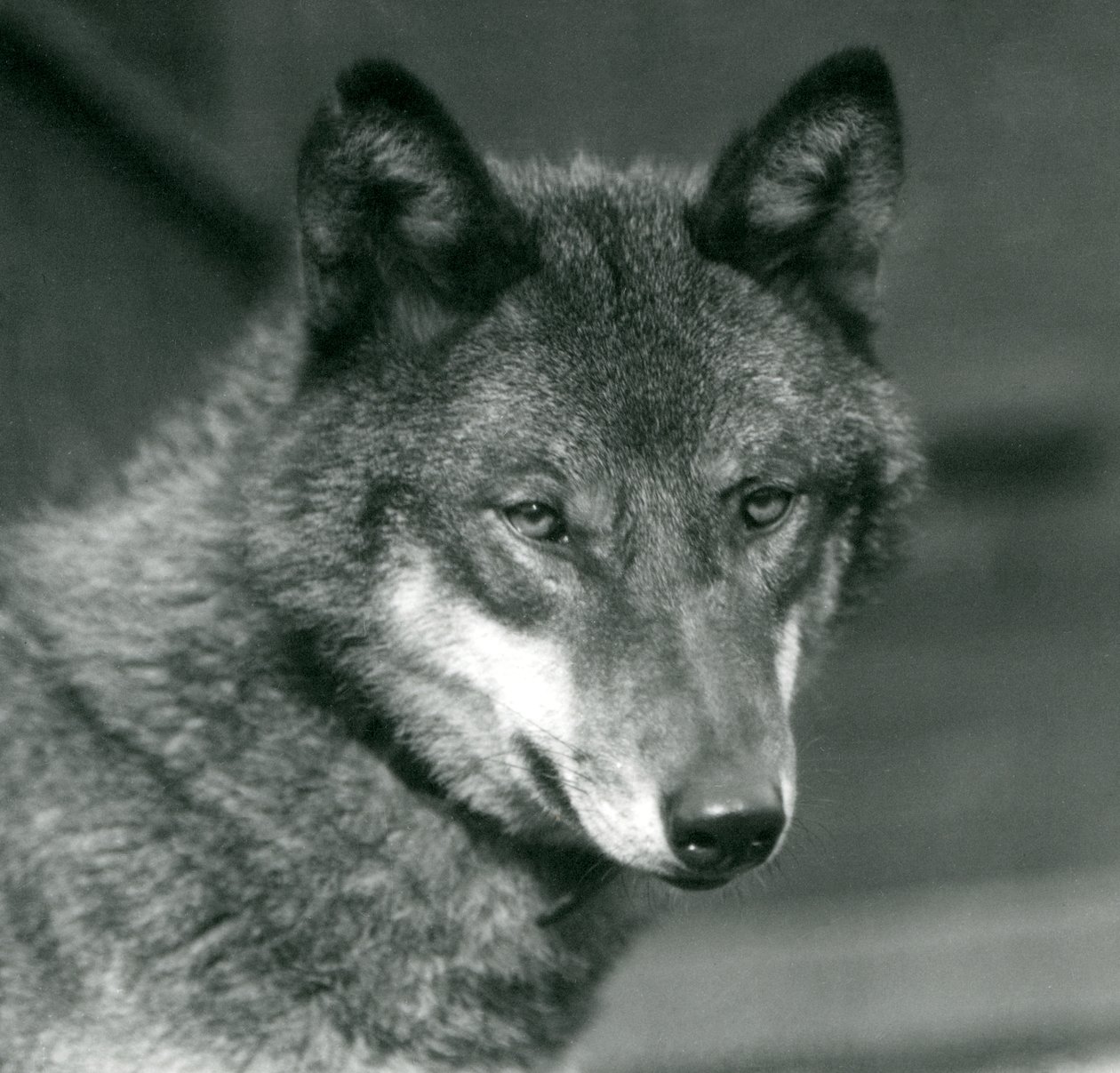 Um lobo cinzento no zoológico de Londres, 1925 de Frederick William Bond