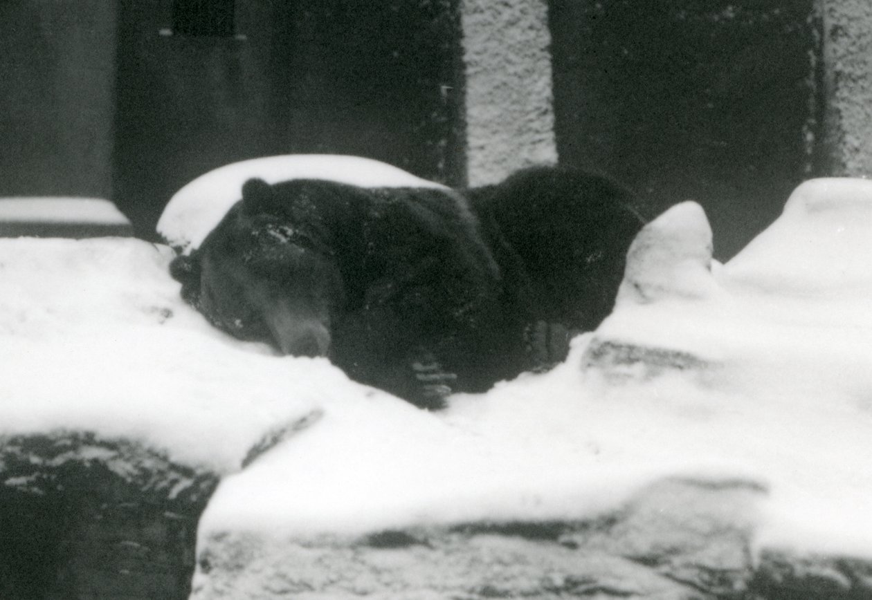 Um, urso pardo, adormecido, em, a, neve, londres, jardim zoológico, 1924 de Frederick William Bond