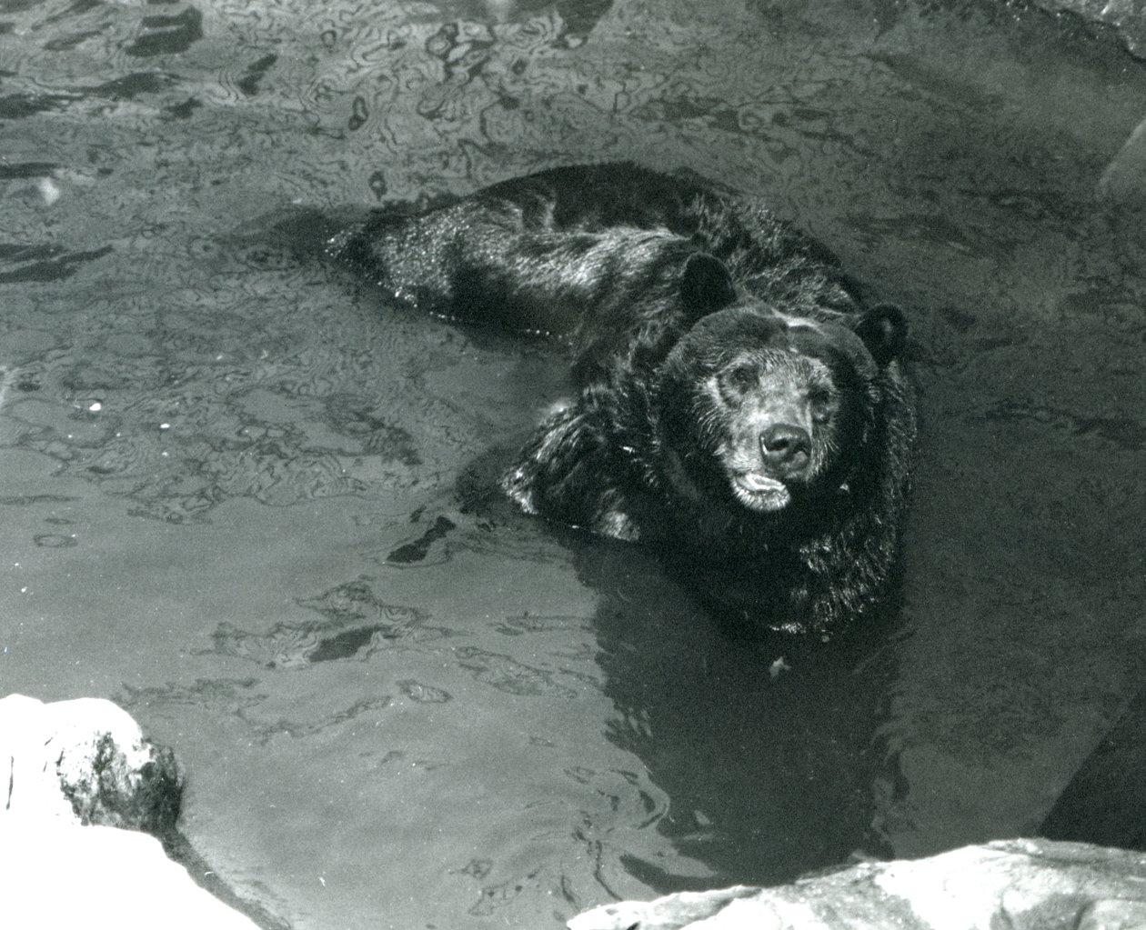 Um urso pardo banha-se em sua piscina no zoológico de Londres em 1924 de Frederick William Bond