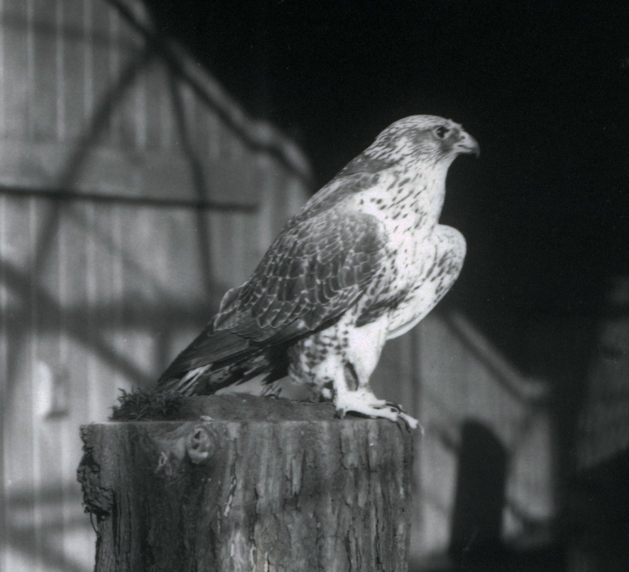 Um Gyrfalcon descansando em um tronco, zoológico de Londres, dezembro de 1925 de Frederick William Bond