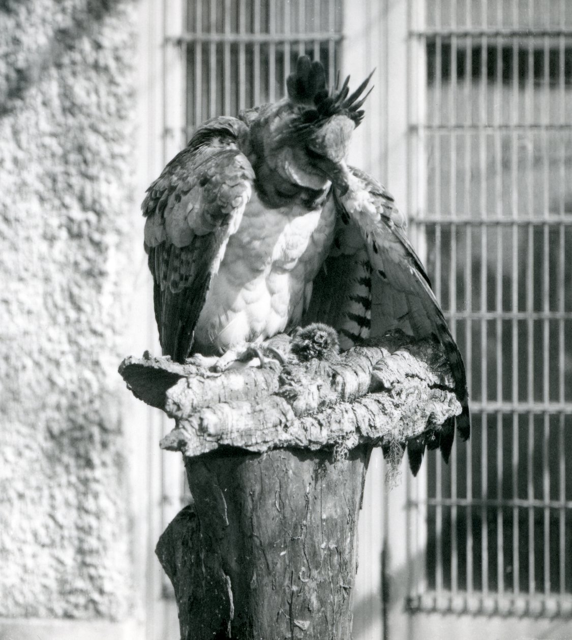 Uma harpia no zoológico de Londres, abril de 1914 de Frederick William Bond