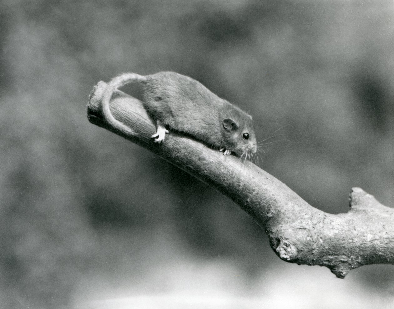 Uma Hazel/Comum Dormouse numa sucursal, no Jardim Zoológico de Londres de Frederick William Bond