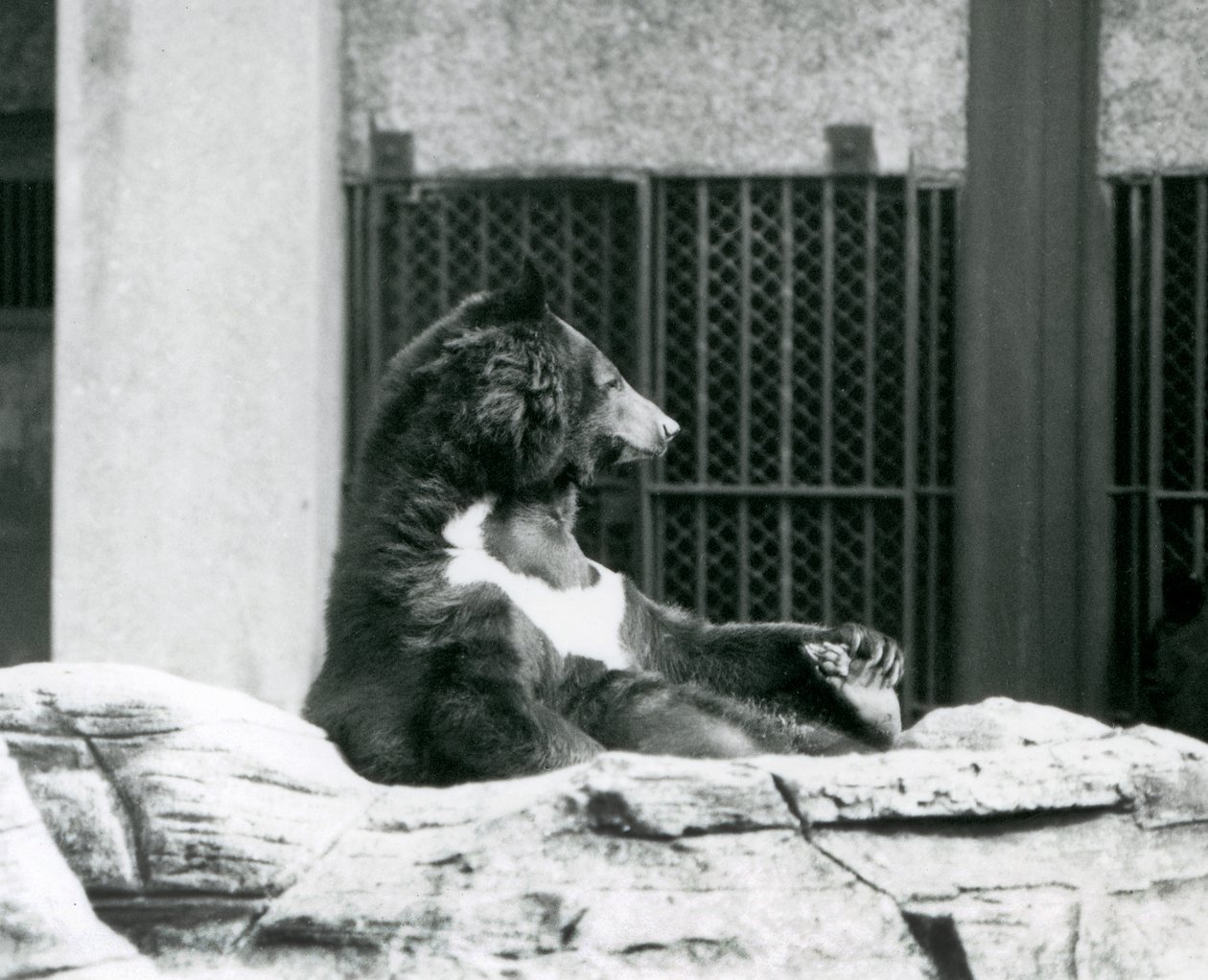 Um Urso Negro dos Himalaias sentado nas rochas, segurando os dedos dos pés, no Jardim Zoológico de Londres de Frederick William Bond