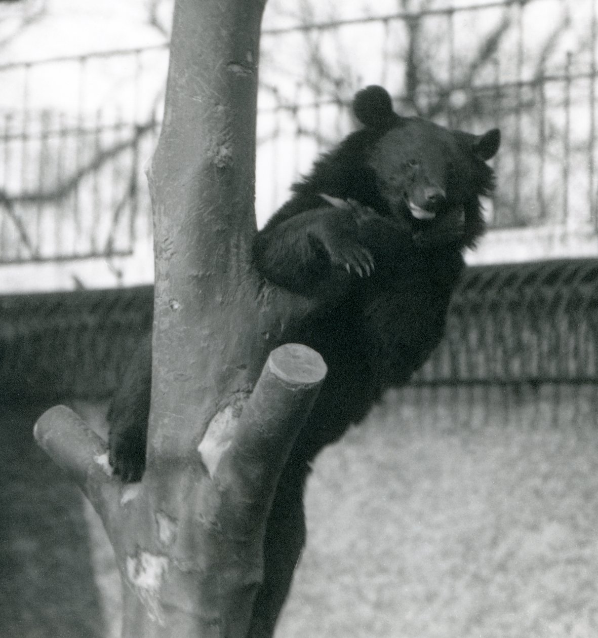 Urso pardo do Himalaia Isabelline Urso Dzu-Teh em uma árvore no zoológico de Londres em 1925 de Frederick William Bond