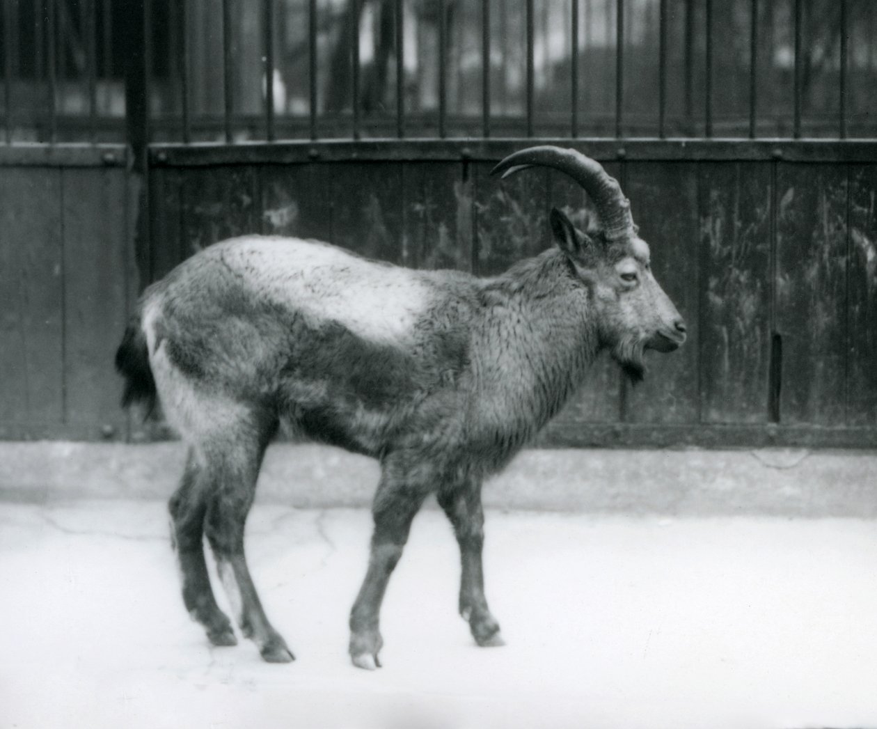 Um íbex do Himalaia em pé no zoológico de Londres, 1927 de Frederick William Bond