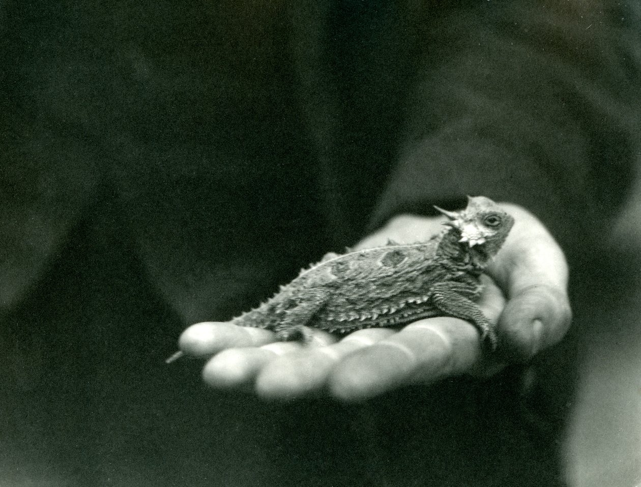 Um lagarto de chifres descansa em sua mão de guardiões, zoológico de Londres, de abril de 1923 (foto de bw) de Frederick William Bond