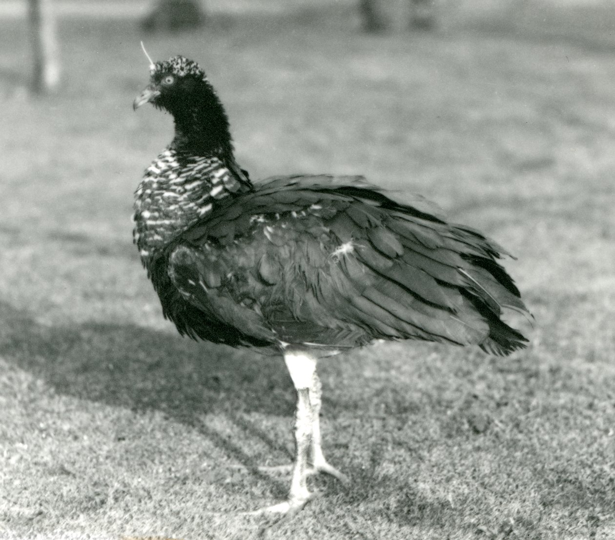 Um grito de chifres em pé na grama no zoológico de Londres em setembro de 1927 de Frederick William Bond