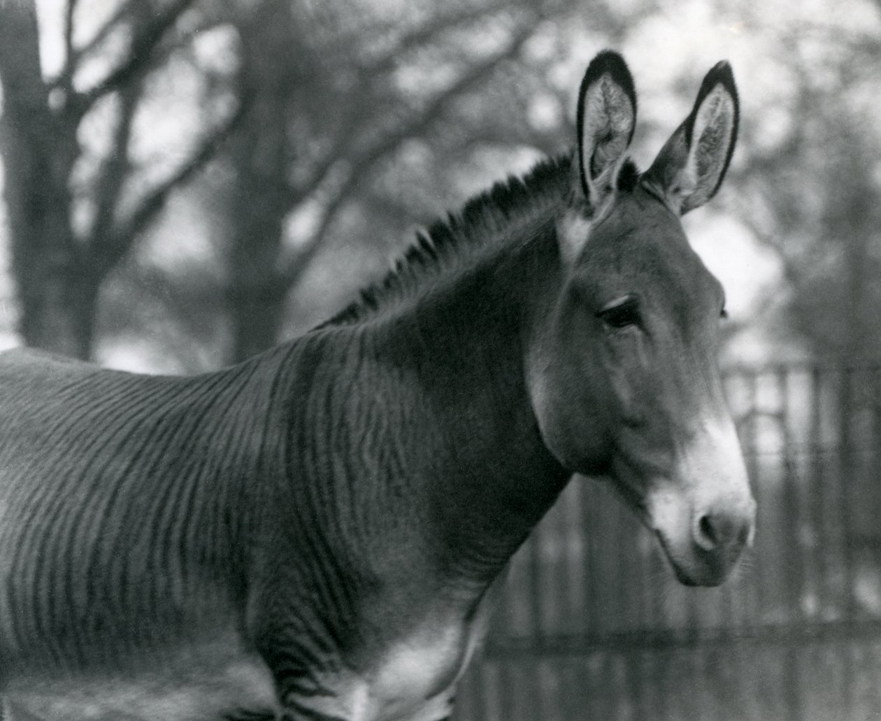 Uma zebra híbrida no zoológico de Londres em julho de 1924 de Frederick William Bond